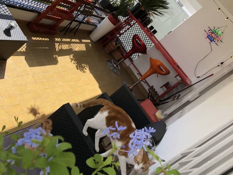 Housesitting assignment in Sitges, Spain