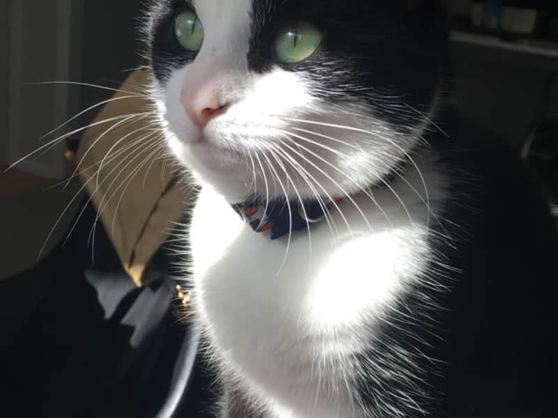Housesitting assignment in Auckland, New Zealand