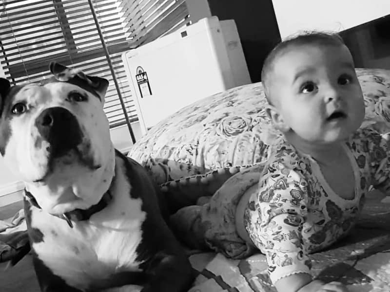 Housesitting assignment in Benalla, Victoria, Australia