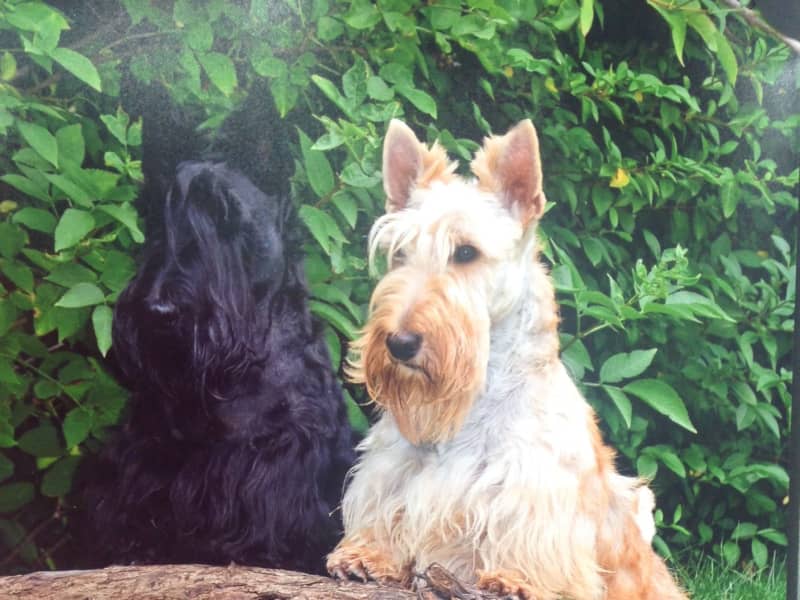 Housesitting assignment in Durham, United Kingdom