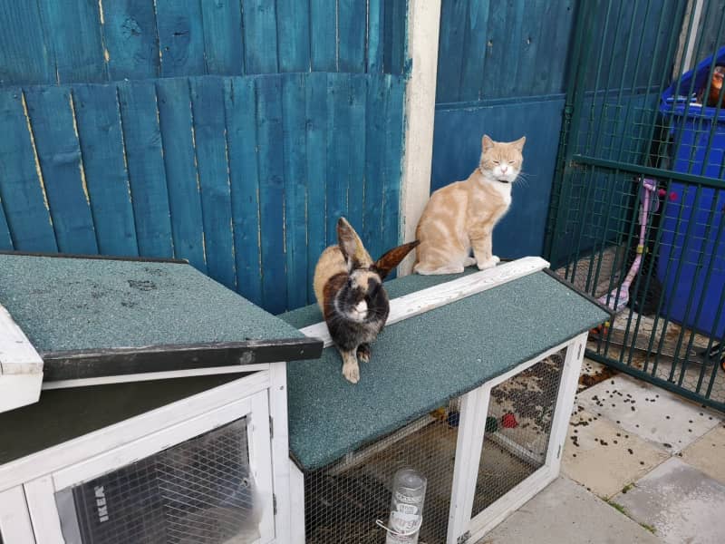 Housesitting assignment in Stoke-on-Trent, United Kingdom