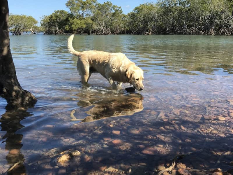Housesitting assignment in Hervey Bay, Queensland, Australia