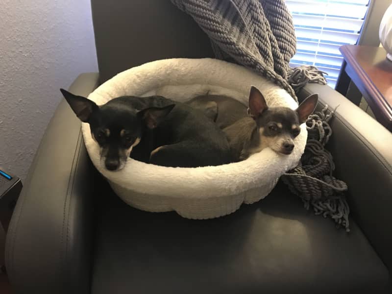 Housesitting assignment in Austin, Texas, United States