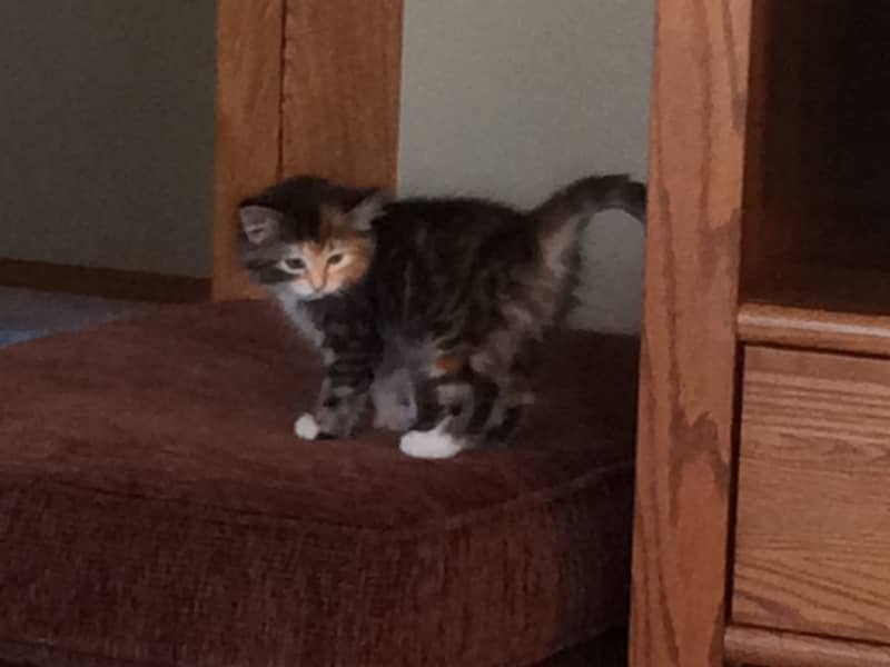 Housesitting assignment in Airdrie, Alberta, Canada