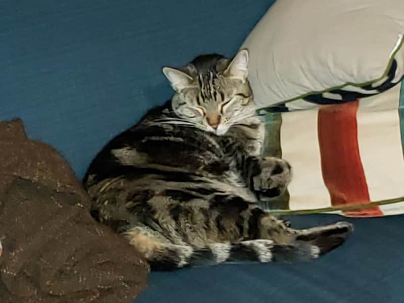 Housesitting assignment in Milwaukie, Oregon, United States
