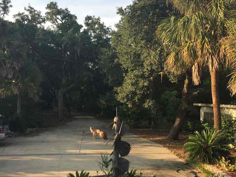Housesitting assignment in Perdido Key, Florida, United States