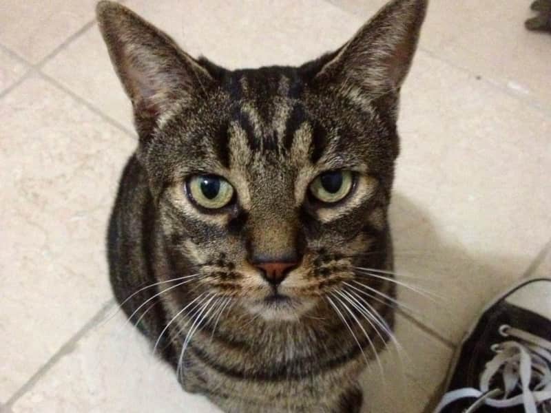 Housesitting assignment in East York, Ontario, Canada