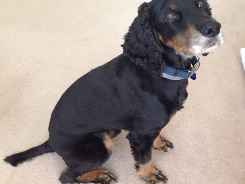 Housesitting assignment in Rake, United Kingdom