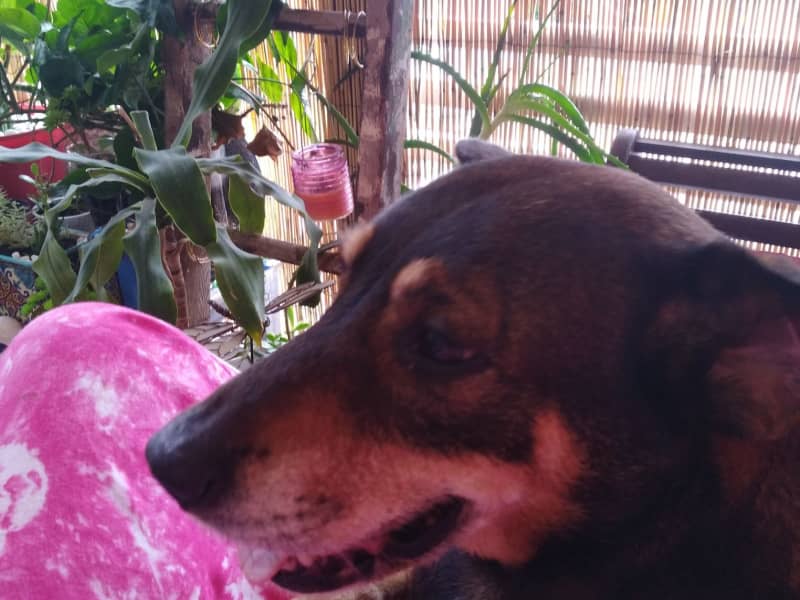 Housesitting assignment in Kedron, Queensland, Australia