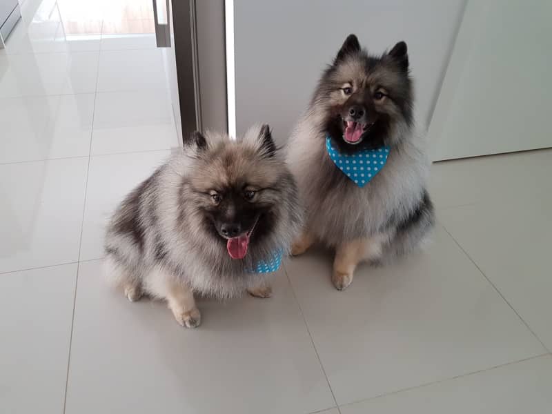Housesitting assignment in Razorback, New South Wales, Australia