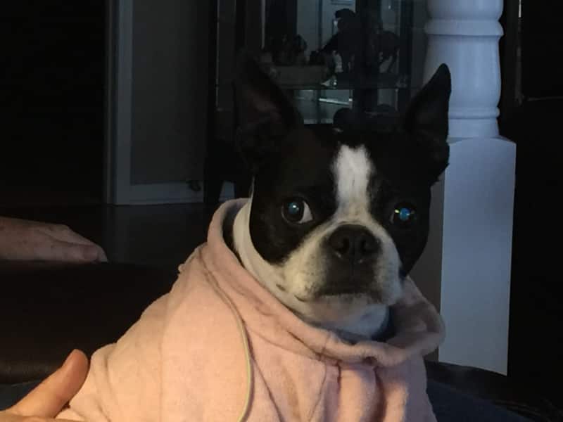 Housesitting assignment in Tyler, Texas, United States