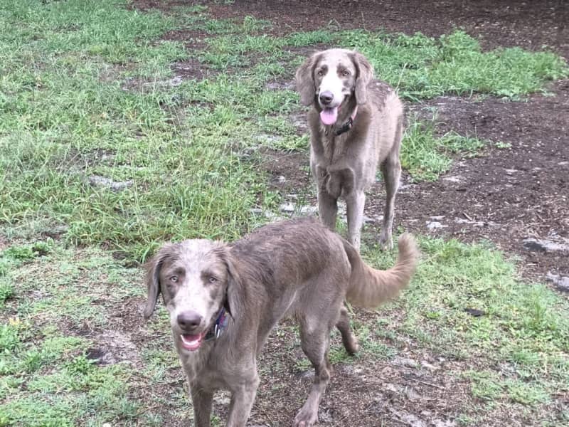 Housesitting assignment in Randwick, New South Wales, Australia