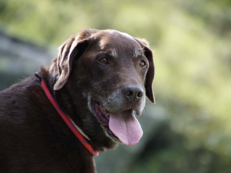 Housesitting assignment in Zug, Switzerland