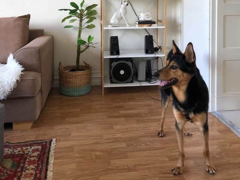 Housesitting assignment in Karlskrona, Sweden