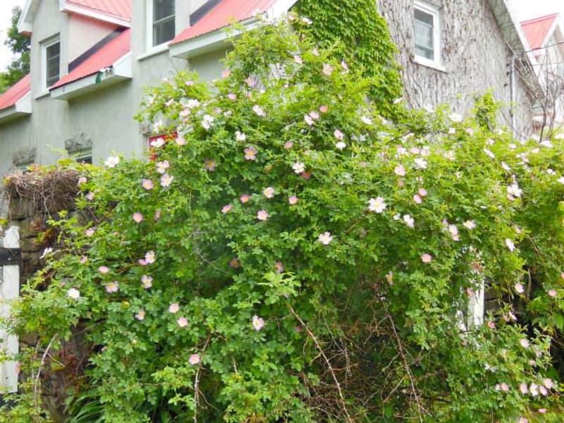 Housesitting assignment in Montebello, Quebec, Canada