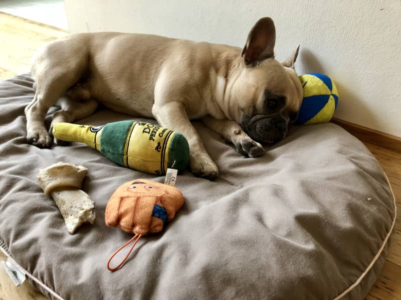 Housesitting assignment in Basel, Switzerland