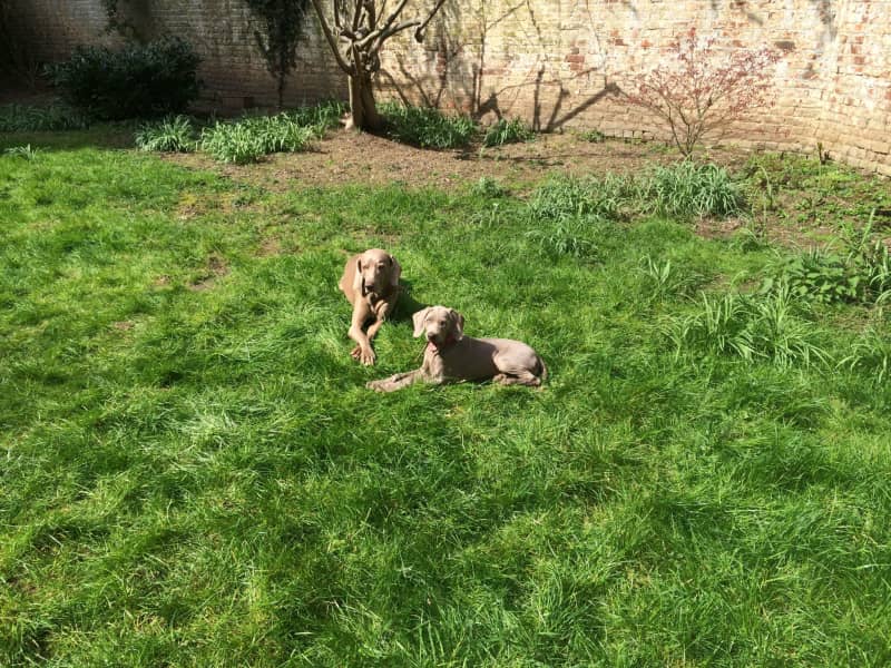Housesitting assignment in Ixelles, Belgium