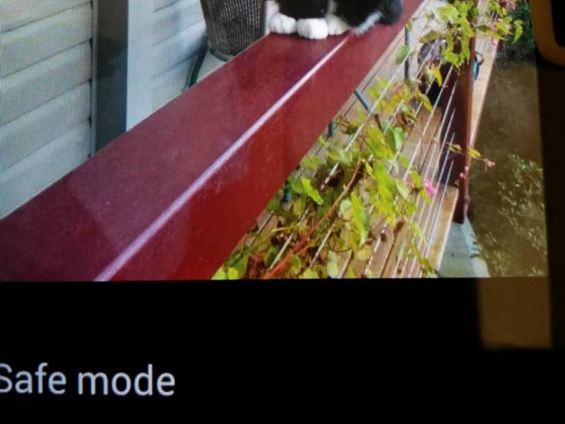 Housesitting assignment in Coffs Harbour, New South Wales, Australia