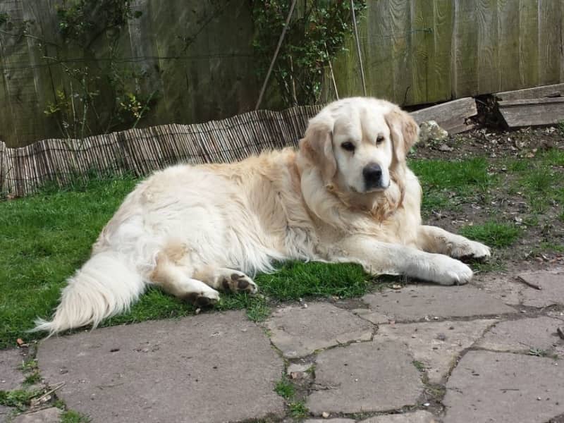 Housesitting assignment in New Alresford, United Kingdom
