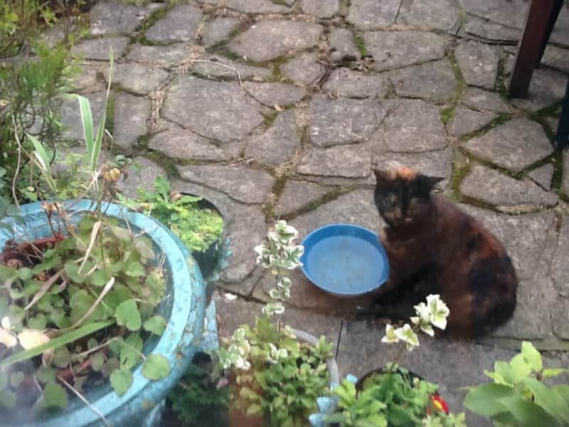 Housesitting assignment in Newark on Trent, United Kingdom