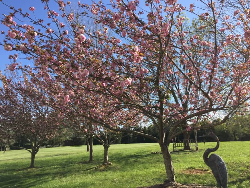 Housesitting assignment in Durham, North Carolina, United States