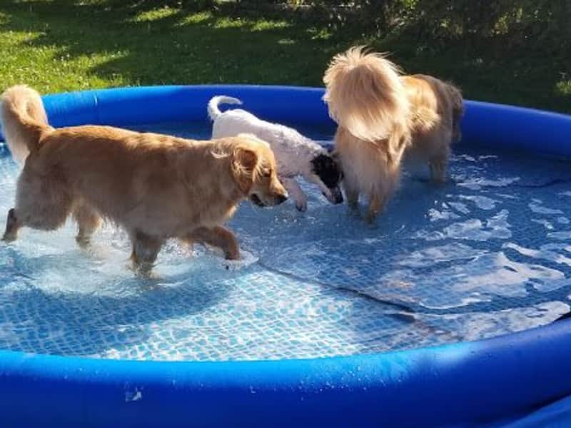 Housesitting assignment in Surrey, British Columbia, Canada