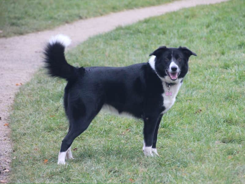 Housesitting assignment in Tamworth, United Kingdom