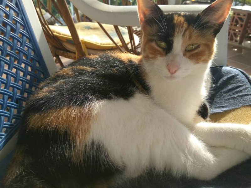 Housesitting assignment in Oliva, Spain