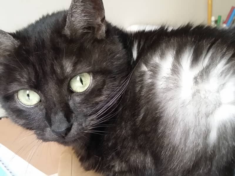 Housesitting assignment in Montreuil, France