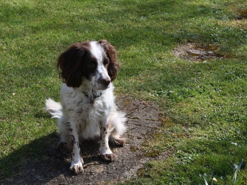 Housesitting assignment in Sudbury, United Kingdom