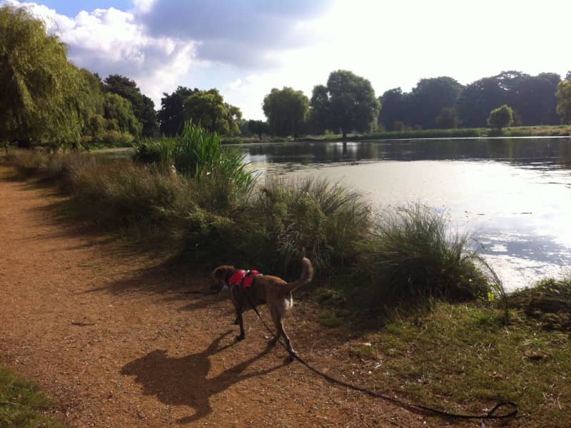 Housesitting assignment in Teddington, United Kingdom