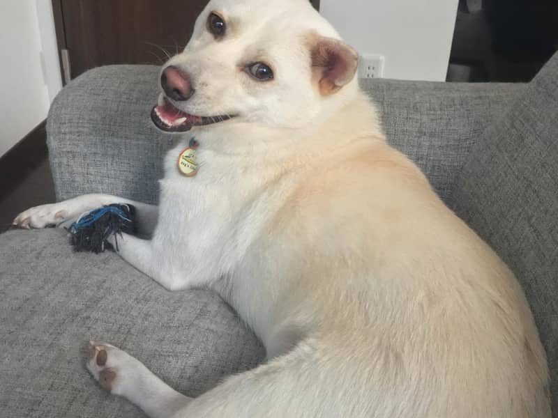 Housesitting assignment in Nakano, Japan