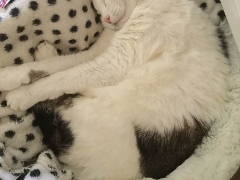 Housesitting assignment in Doncaster, United Kingdom