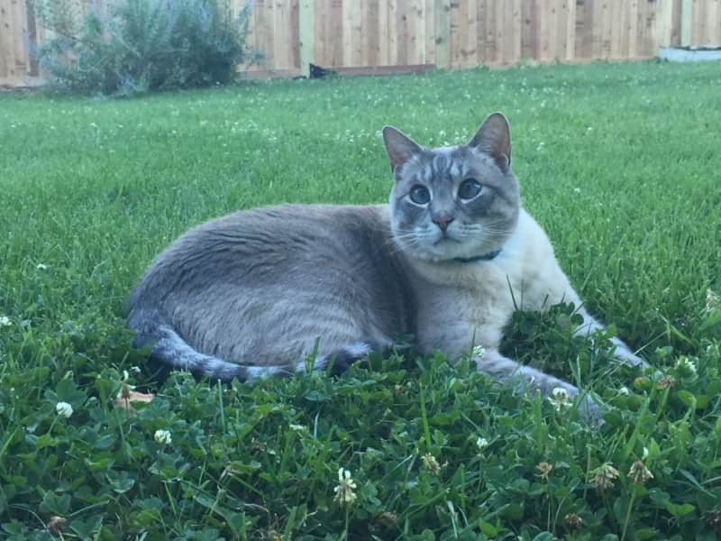 Housesitting assignment in Windsor, United Kingdom