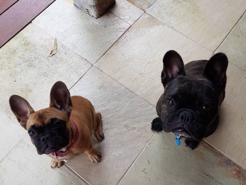 Housesitting assignment in Buderim, Queensland, Australia