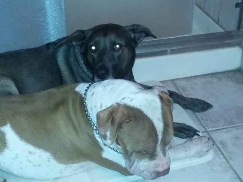 Housesitting assignment in Rio Rancho, New Mexico, United States