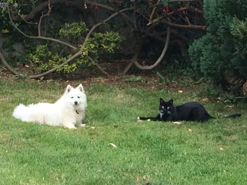 Housesitting assignment in Shankill, Ireland