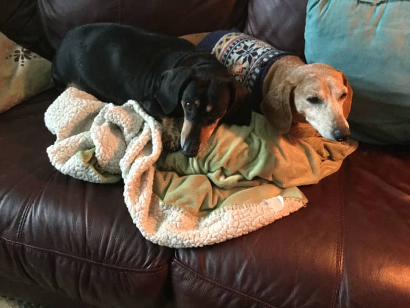 Housesitting assignment in Walsenburg, Colorado, United States