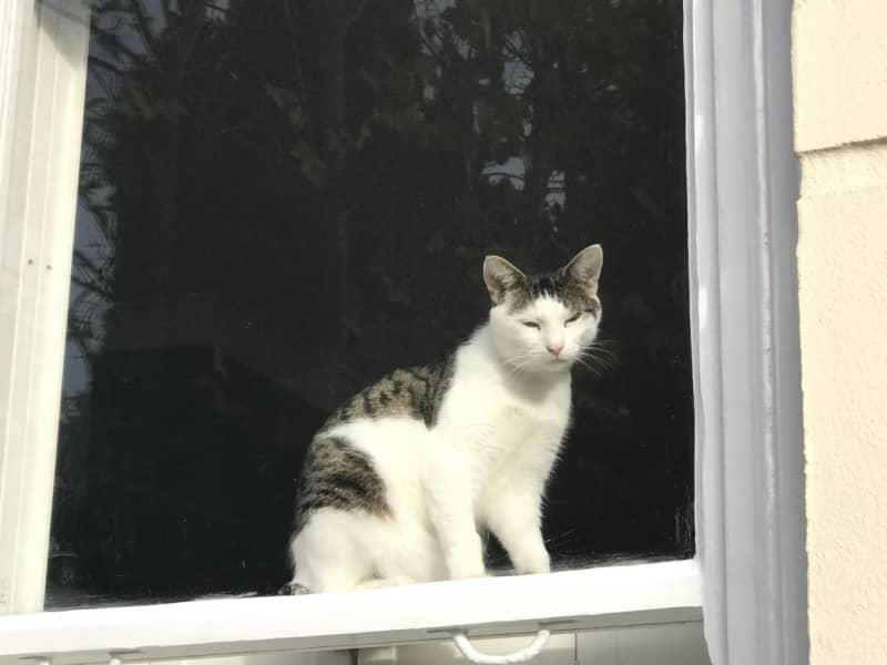 Housesitting assignment in Lewisham, United Kingdom