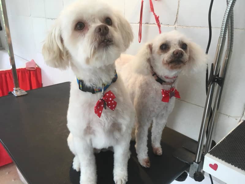 Housesitting assignment in Oud Zuid, Netherlands