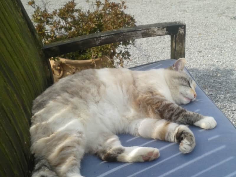 Housesitting assignment in Vassy, France