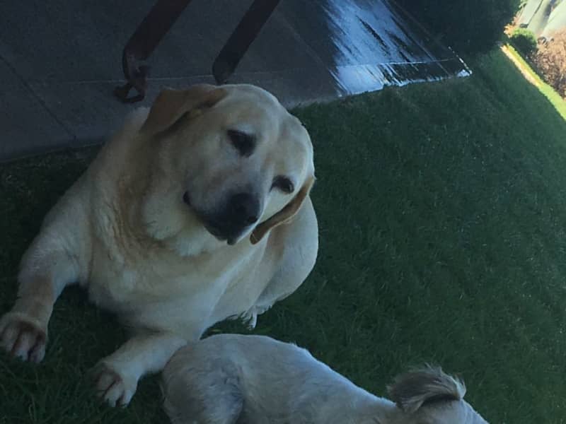 Housesitting assignment in Goulburn, New South Wales, Australia