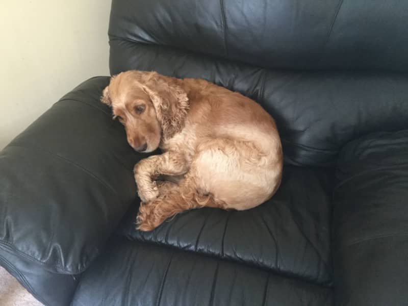 Housesitting assignment in Burton upon Trent, United Kingdom