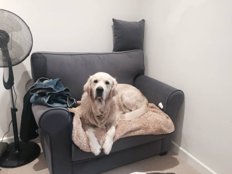 Housesitting assignment in Dorridge, United Kingdom