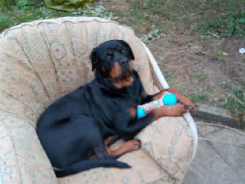 Housesitting assignment in Rugby, United Kingdom