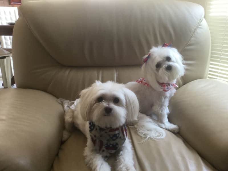 Housesitting assignment in Herndon, Virginia, United States