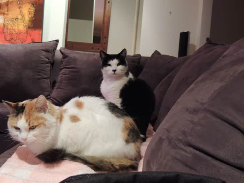 Housesitting assignment in Port Kennedy, Western Australia, Australia