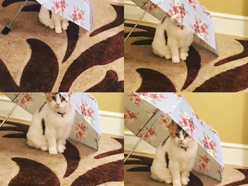 Housesitting assignment in Leytonstone, United Kingdom