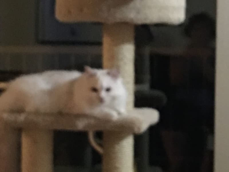 Housesitting assignment in Calgary, Alberta, Canada