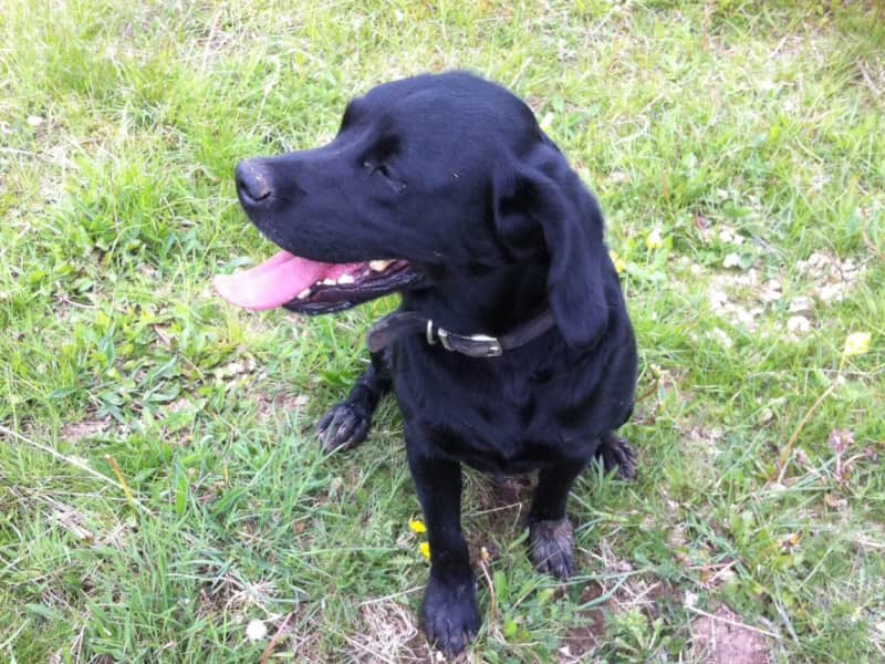 Housesitting assignment in Pewsey, United Kingdom